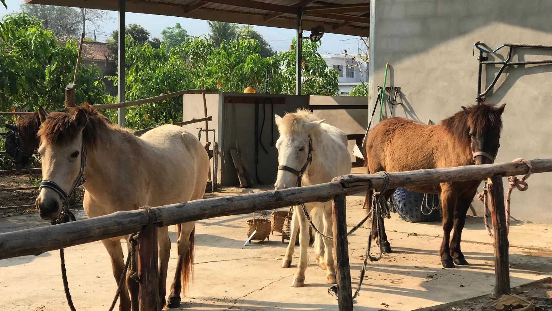 Camping Namkhan Horses Stables Luang Prabang Laos