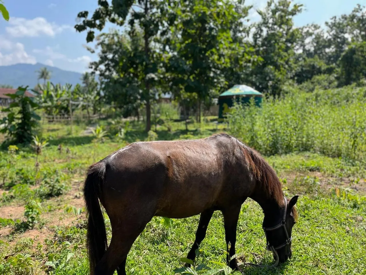 Namkhan Horses Stables Luang Prabang